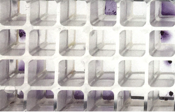 Cytotoxicity Tests for Mammalian or Bacterial Cells, in Ames Test