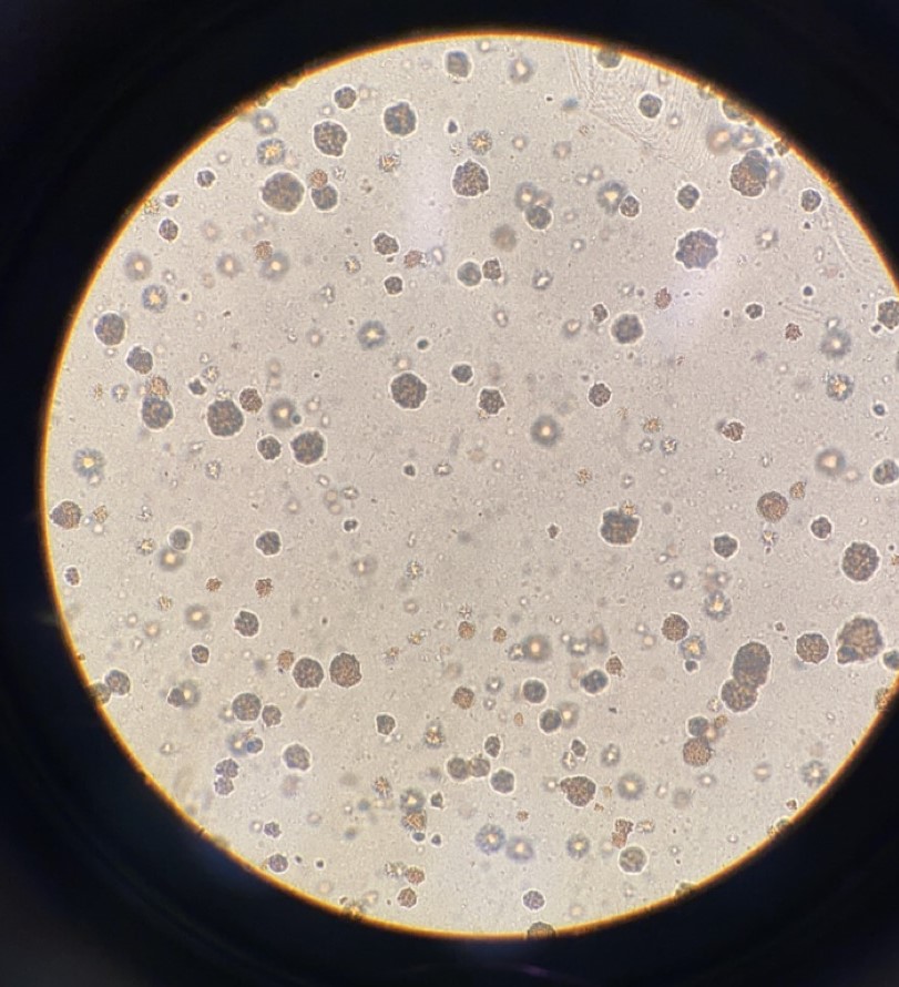 Formation of Microcolonies in agar based Ames Test  