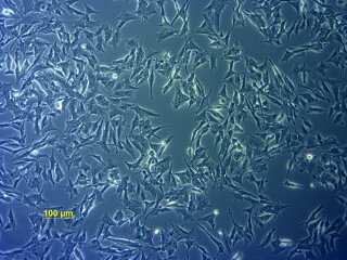 In vitro Micronucleus Test OECD 487