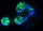 In Vitro Mammalian Chromosomal Aberration Test OECD 473
