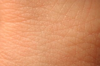 XenoSkin B NS - Single Bovine Nail Sheet for IVPT