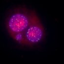 Rapid Micronucleus Mode of Action Test Kit for the direct...