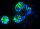 Rapid Micronucleus MoA Test Kit for detection of Micronuclei, Clastogens, Aneugens and other chromosomal Aberrations like NPBs, NBUDs - OECD TG487, OECD TG473