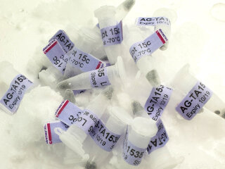 Ames Tester Strain TA1535 for Reverse Mutation Assay