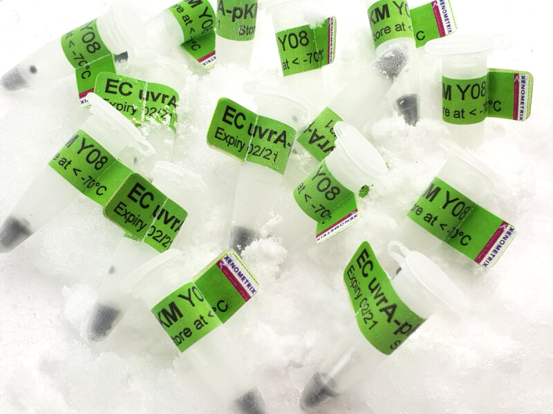 E.coli WP2 uvrA [pkM101] Tester Strain for Ames Test, detection of ge