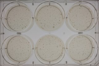 Ames Test Kit in 6 Well Agar Plates for 2 Strains - MicroAmes6 98/100