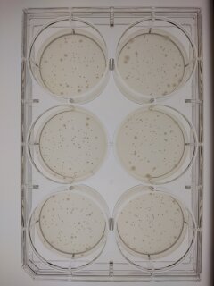 Ames Test Kit in 6 Well Agar Plates - Quality Controlled - MicroAmes6 - 98/100