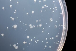 Kit for Ames Test Procedure in Petri Dishes OECD TG471 - Ready to Use - MacroAmes1 - Penta 3 with 5 Strains
