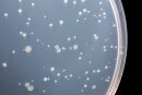 Kit for Ames Test Procedure in Petri Dishes in line with...