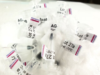 Ames Tester Strain YG1042